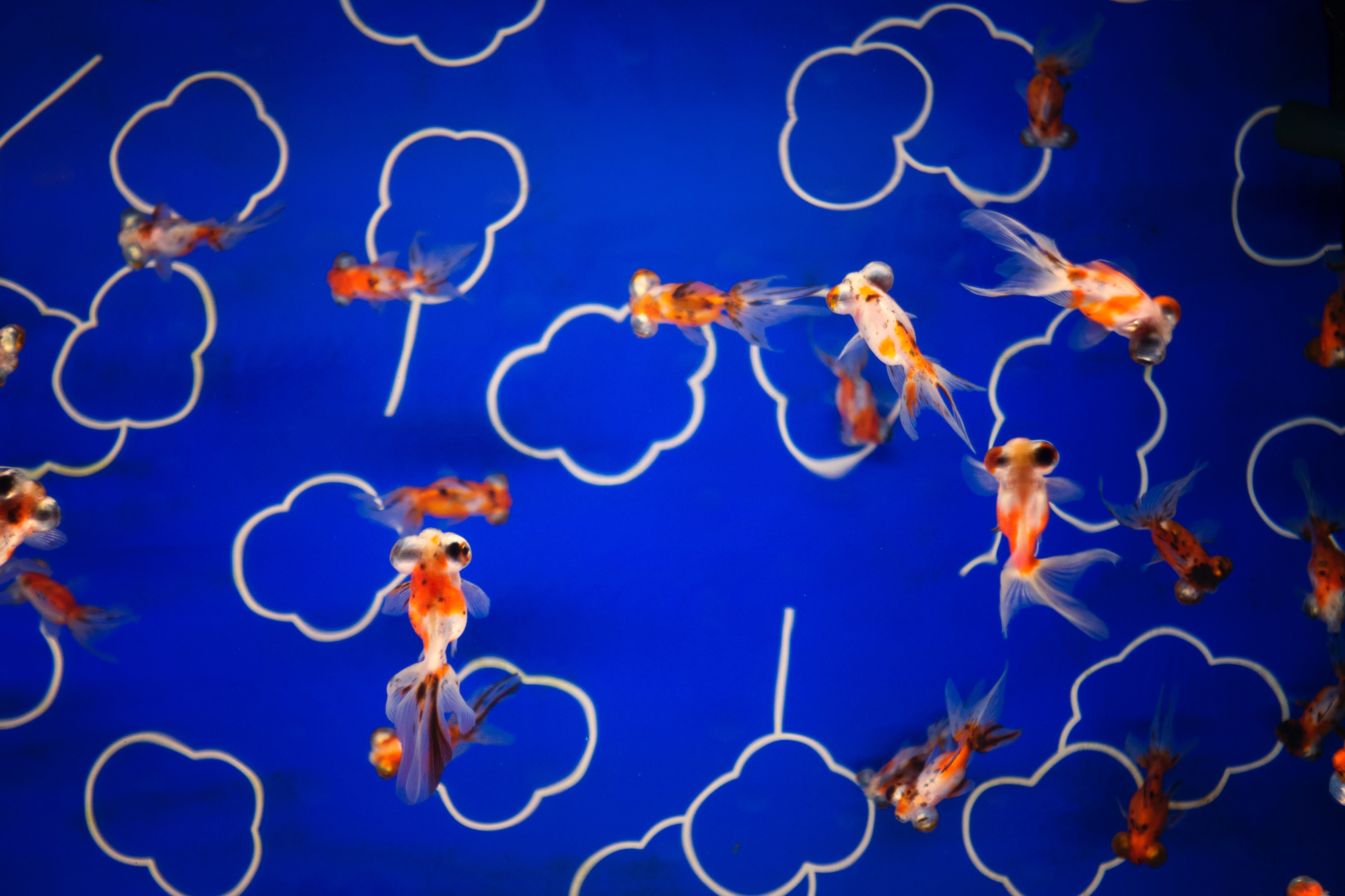 Affiliate Network Vs. Affiliate Partnership Agency
